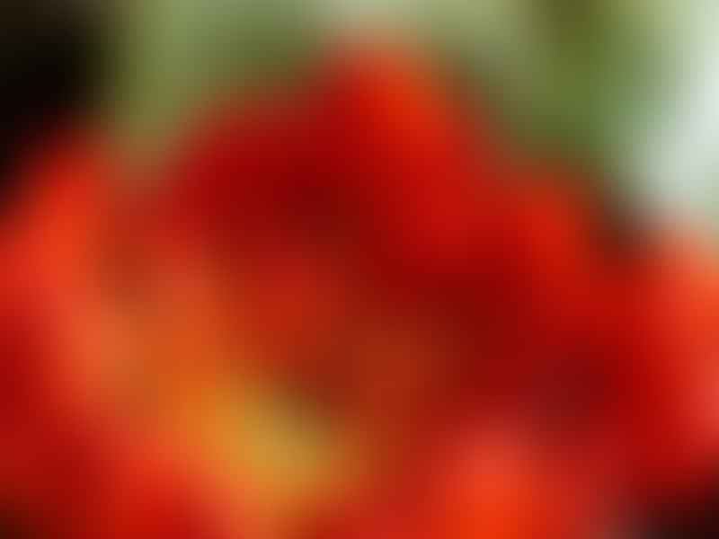 Dubenya Aurea Var. Coccinea | Daubenya | Hyacinthaceae