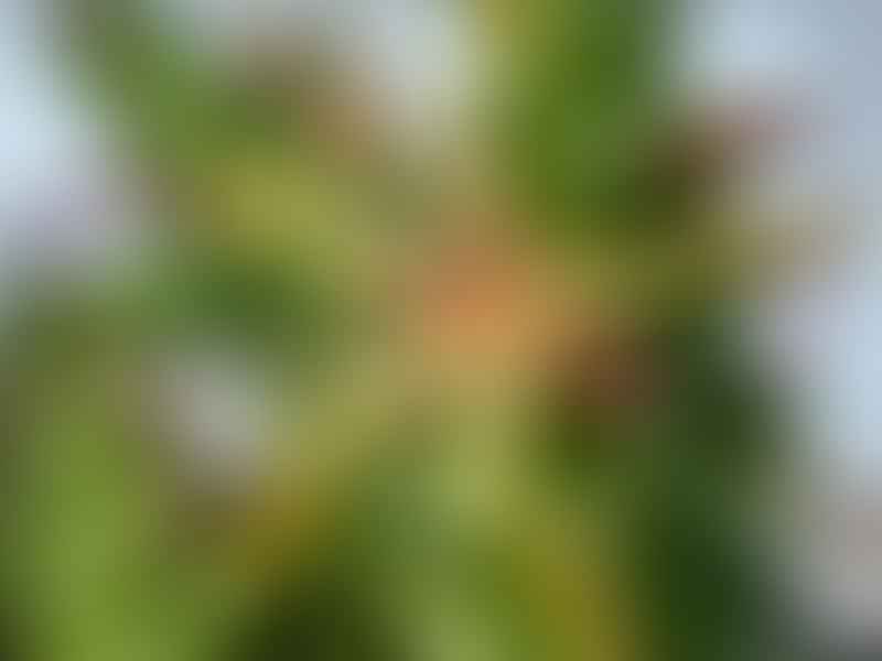 Echidnopsis Montana | Echidnopsis | Apocynaceae
