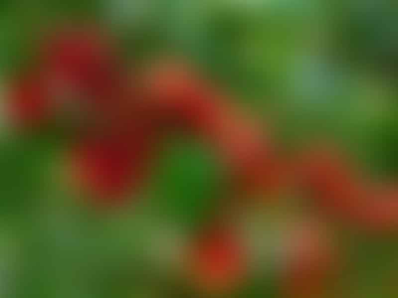 Erythrina | Fabaceae