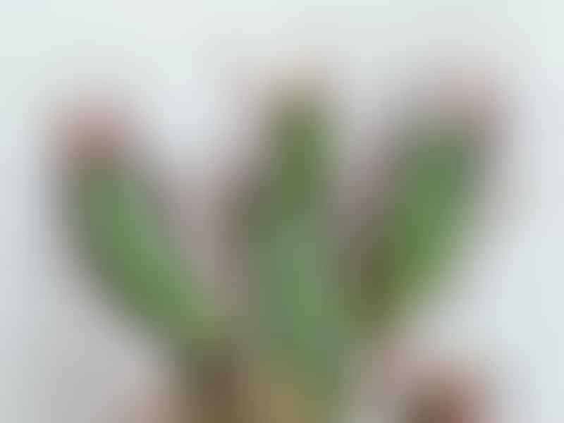 Euphorbia Enopla | Euphorbia | Euphorbiaceae