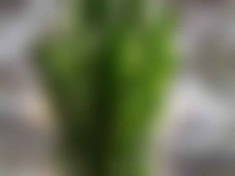 Euphorbia | Euphorbiaceae
