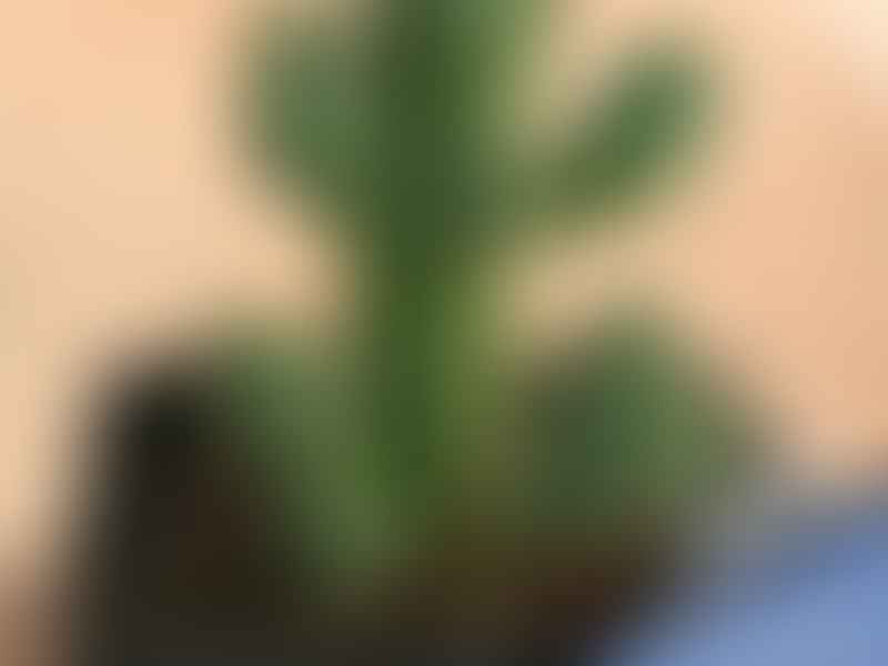 Euphorbia Jansenvillensis | Euphorbia | Euphorbiaceae