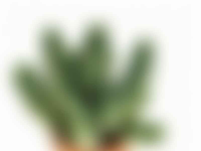 Euphorbia Jansenvillensis | Euphorbia | Euphorbiaceae