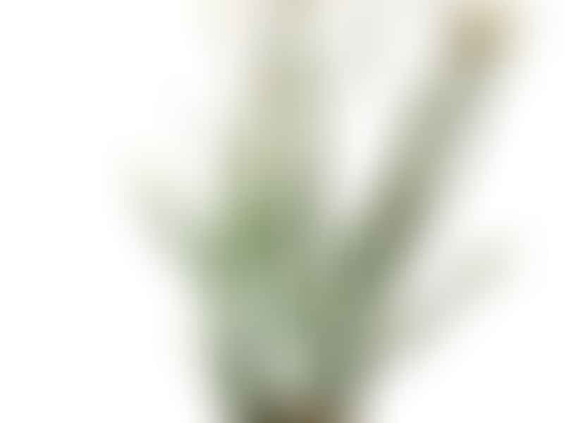 Euphorbia Phosphorea | Euphorbia | Euphorbiaceae