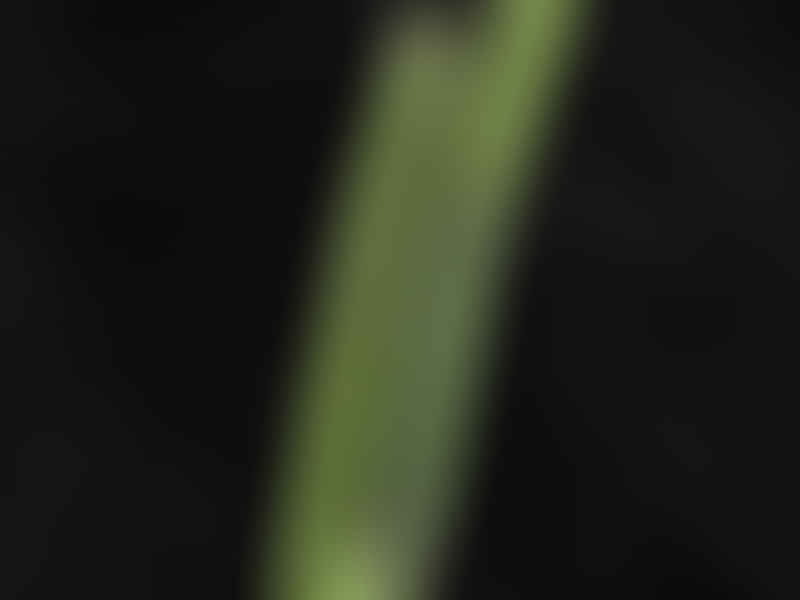 Euphorbia Phosphorea | Euphorbia | Euphorbiaceae