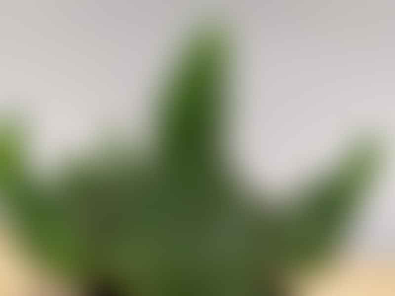 Euphorbia Suzanne | Euphorbia | Euphorbiaceae