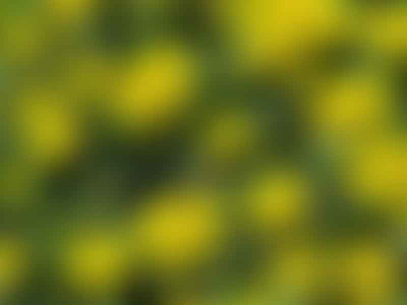 Euphorbia Willmaniae | Euphorbia | Euphorbiaceae