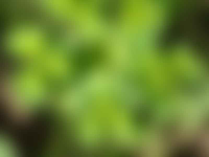 Euphorbiaceae