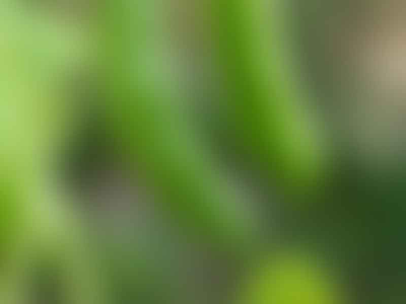Fabaceae