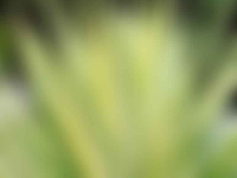 Furcraea | Agavaceae