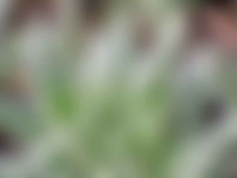 Gasteraloe | Aloaceae