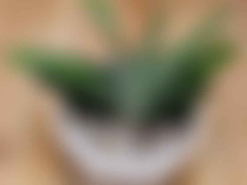 Gasteria | Aloaceae