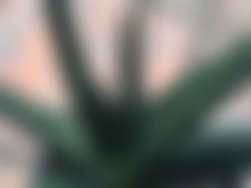 Gasteria Carinata Var. Carinata | Gasteria | Aloaceae