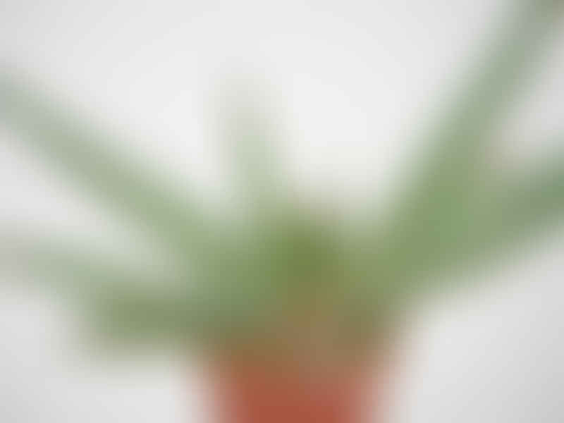 Gasteria Dicta | Gasteria | Aloaceae
