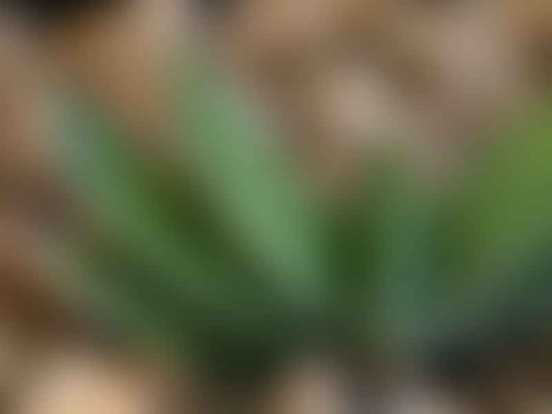 Gasteria Multipunctata | Gasteria | Aloaceae