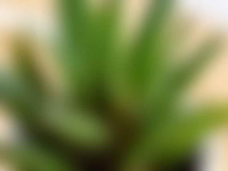 Gasteria Multipunctata | Gasteria | Aloaceae