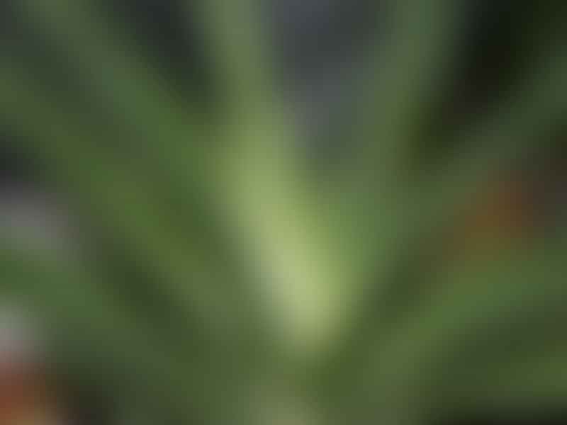 Gasteria Multipunctata | Gasteria | Aloaceae