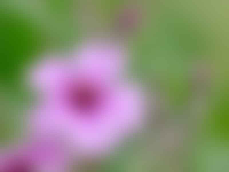 Geraniaceae