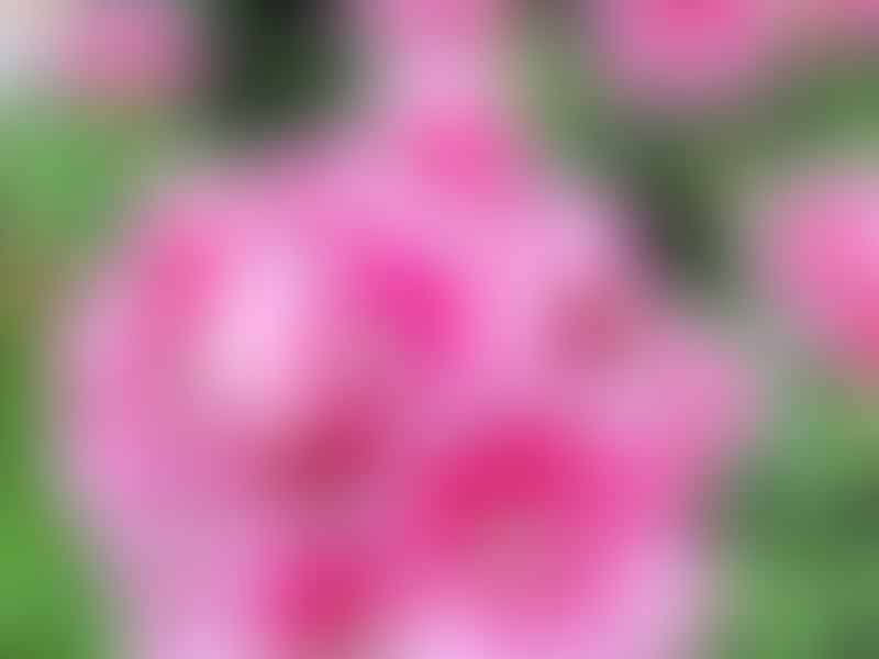 Geranium | Geraniaceae