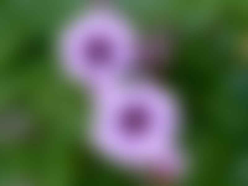 Geranium Maderense | Geranium | Geraniaceae
