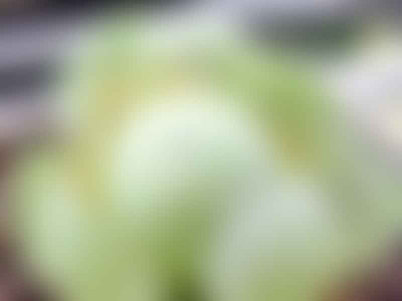 Greenovia Diplocycla | Aeonium | Crassulaceae