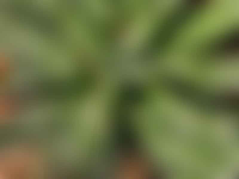 Haworthia Attenuata Var. Attenuata | Haworthia | Aloaceae