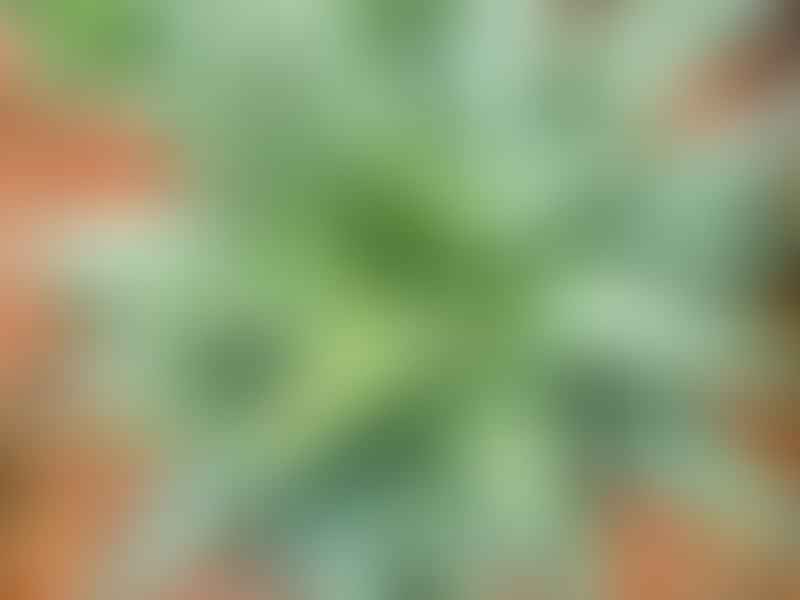 Haworthia Limifolia | Haworthia | Aloaceae
