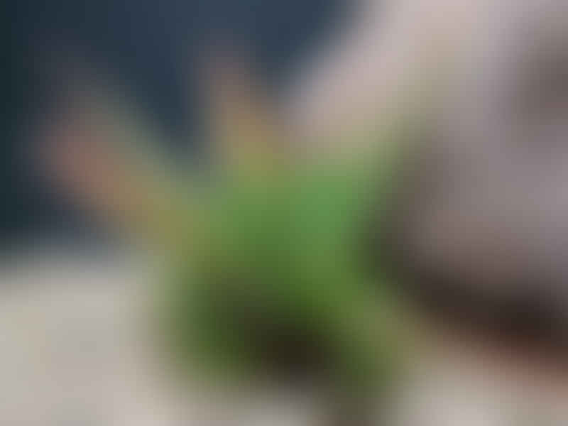 Haworthia Longiana | Haworthia | Aloaceae