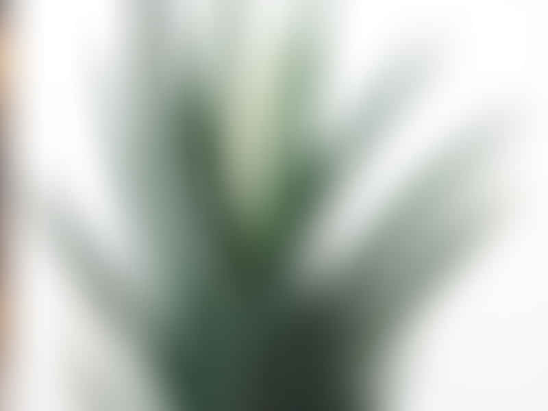 Haworthia Longiana | Haworthia | Aloaceae