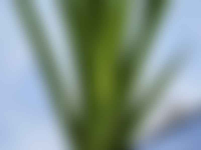 Haworthia Longiana | Haworthia | Aloaceae