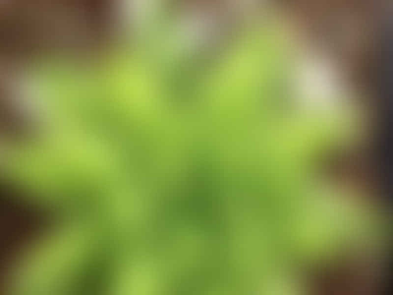 Haworthia Marumiana | Haworthia | Aloaceae