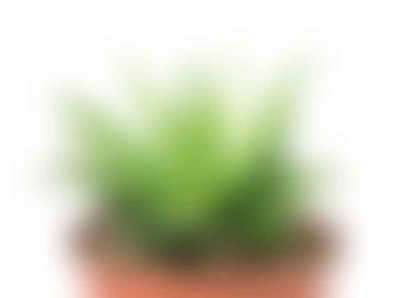 Haworthia Rigida | Haworthia | Aloaceae