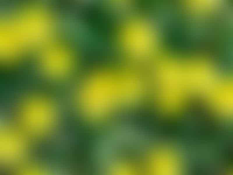 Hereroa | Aizoaceae