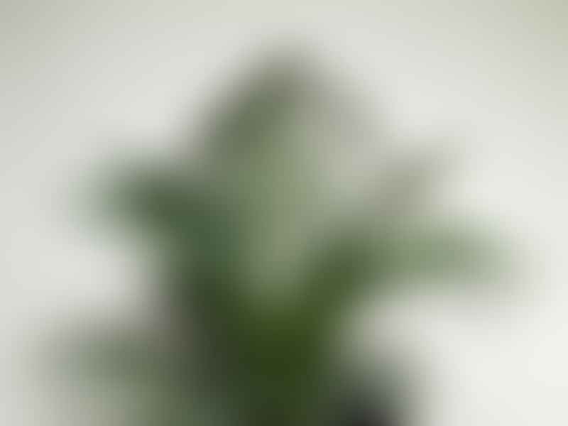 Howea | Arecaceae