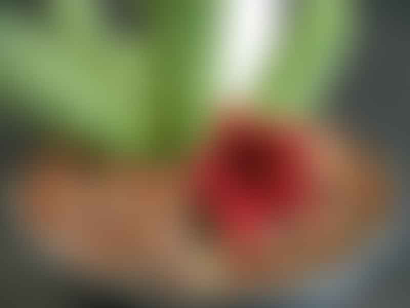 Huernia Aspera | Huernia | Apocynaceae