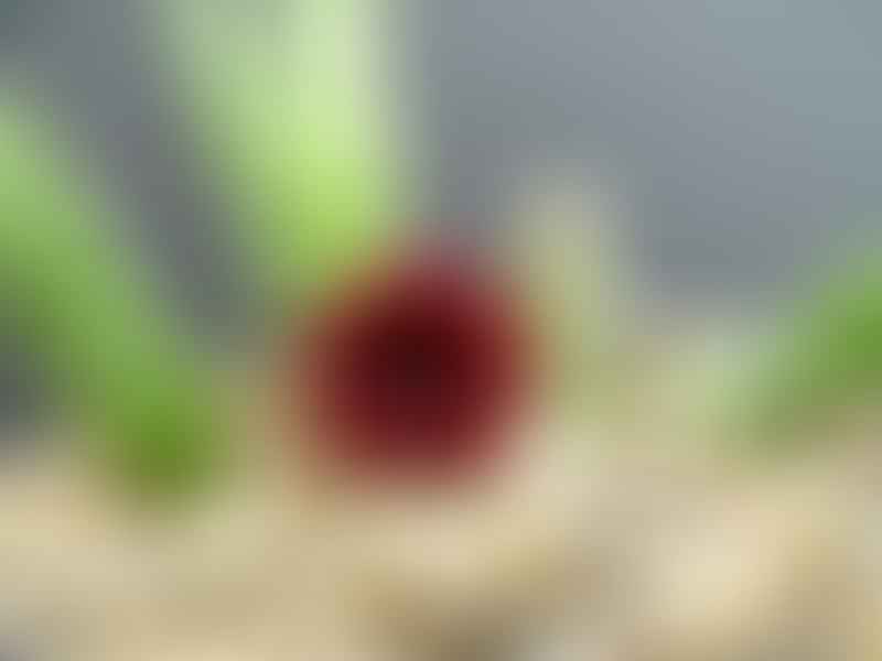 Huernia Aspera | Huernia | Apocynaceae