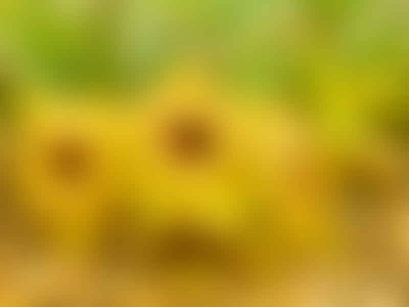 Huernia Brevirostris | Huernia | Apocynaceae