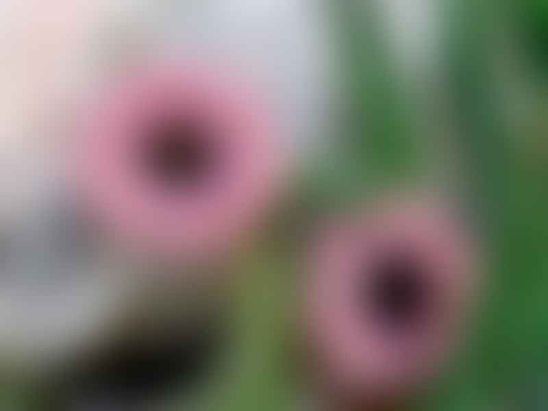 Huernia Hislopii | Huernia | Apocynaceae