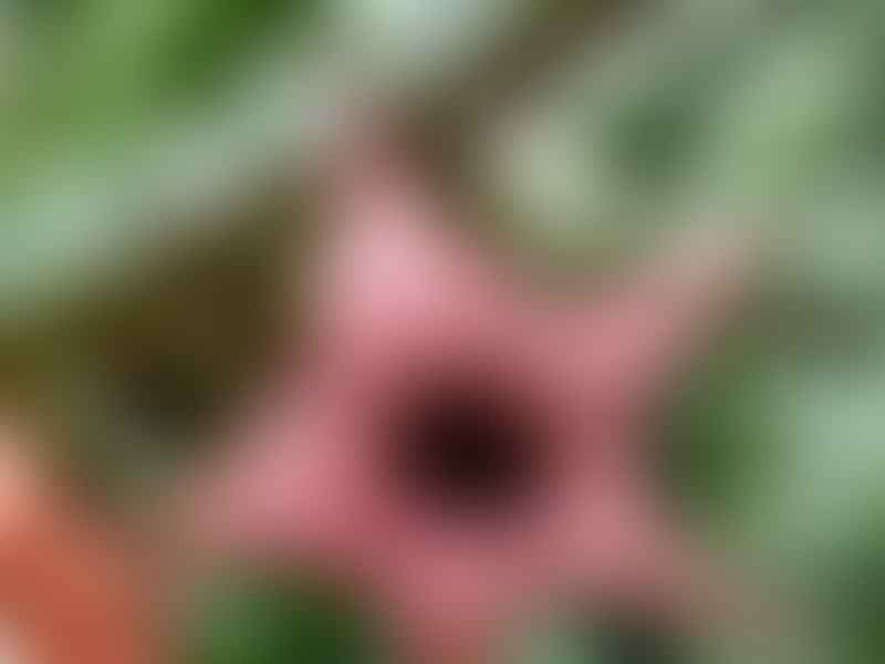 Huernia Hislopii | Huernia | Apocynaceae