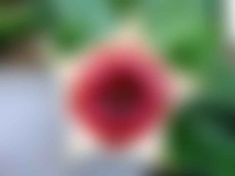 Huernia Insigniflora | Huernia | Apocynaceae