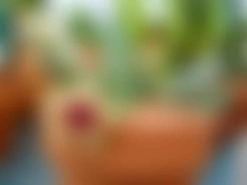 Huernia Insigniflora | Huernia | Apocynaceae