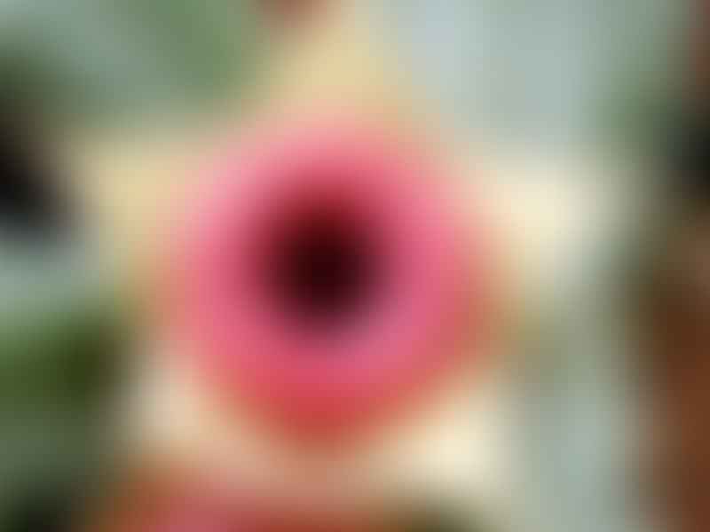 Huernia Insigniflora | Huernia | Apocynaceae