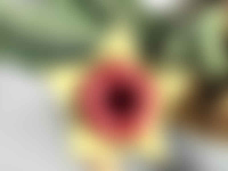 Huernia Insigniflora | Huernia | Apocynaceae