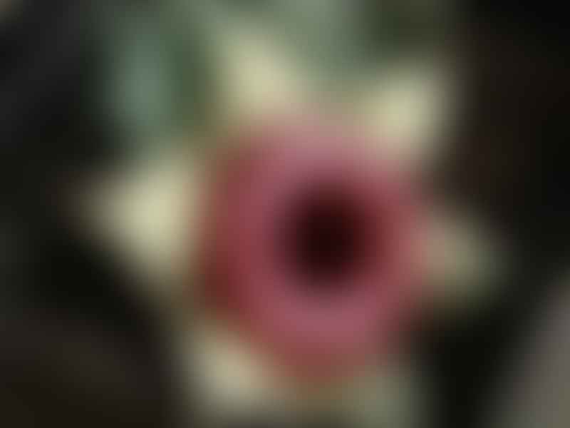 Huernia Insigniflora | Huernia | Apocynaceae