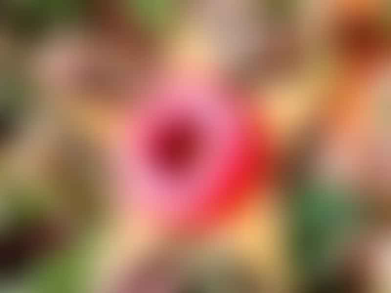 Huernia Insigniflora | Huernia | Apocynaceae