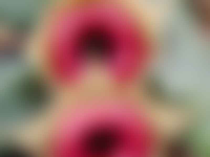 Huernia Insigniflora | Huernia | Apocynaceae