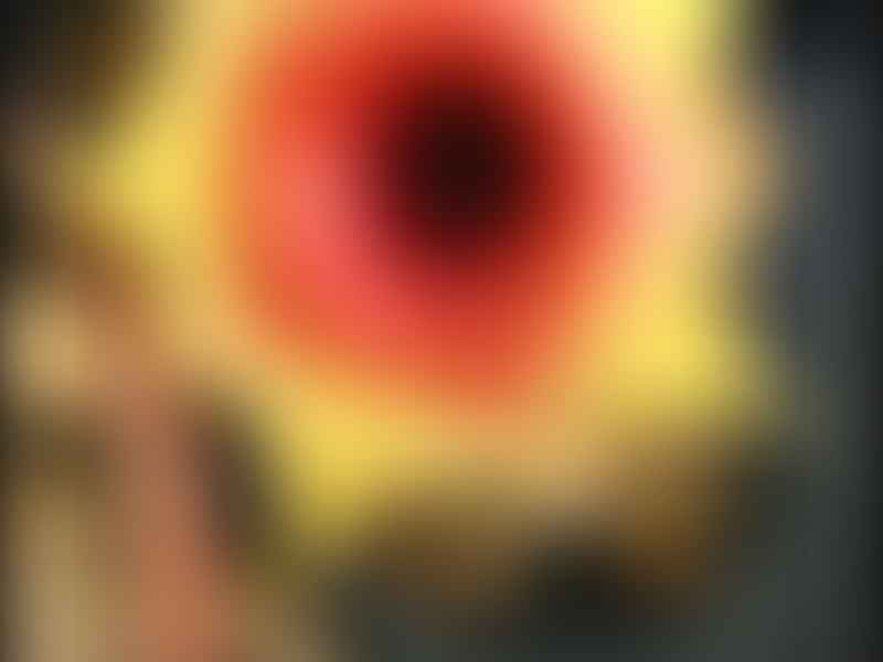 Huernia Insigniflora | Huernia | Apocynaceae