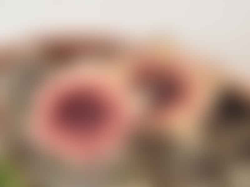 Huernia Laevis | Huernia | Apocynaceae