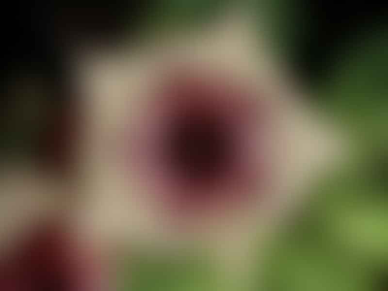 Huernia Plowseii | Huernia | Apocynaceae