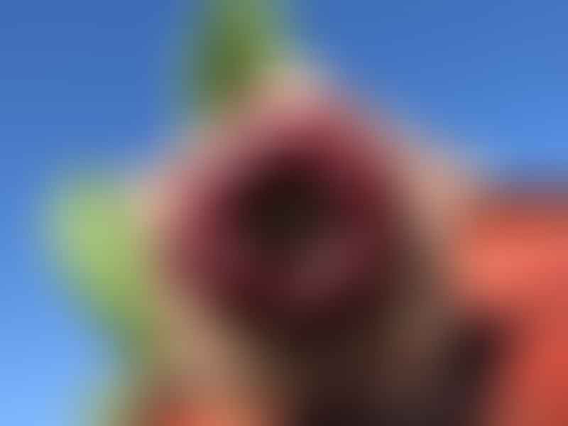 Huernia Plowseii | Huernia | Apocynaceae